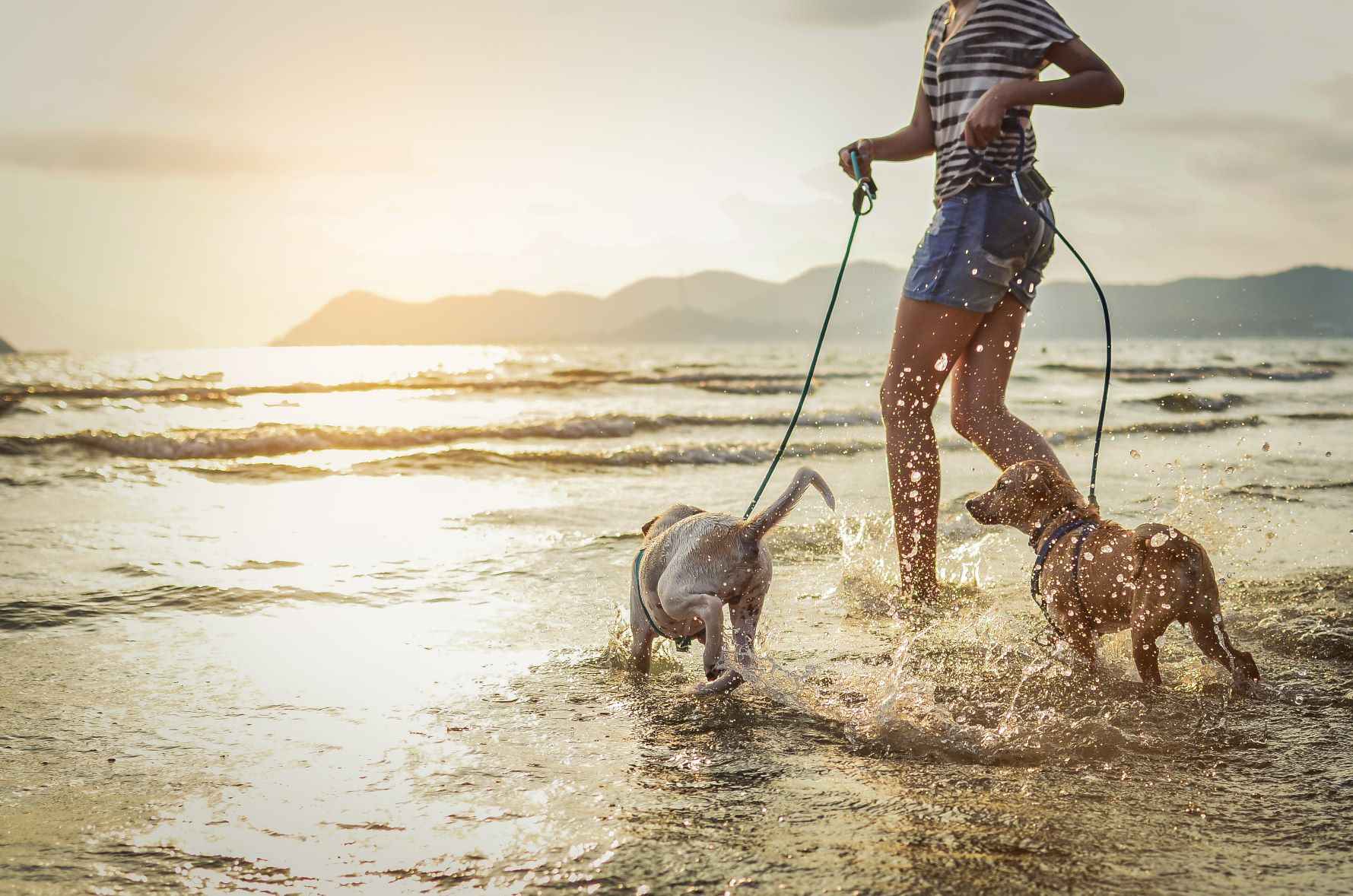 siete y media vacío A la verdad Las mejores playas que admiten perros