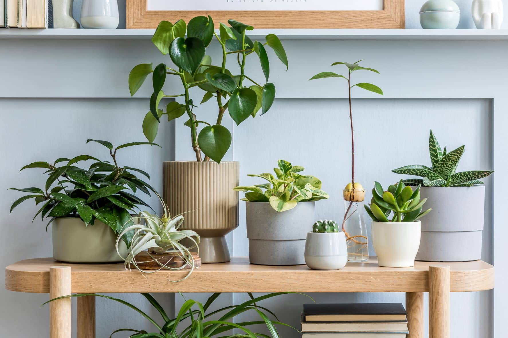 Plantas de interior duraderas para personas que no saben cuidar plantas